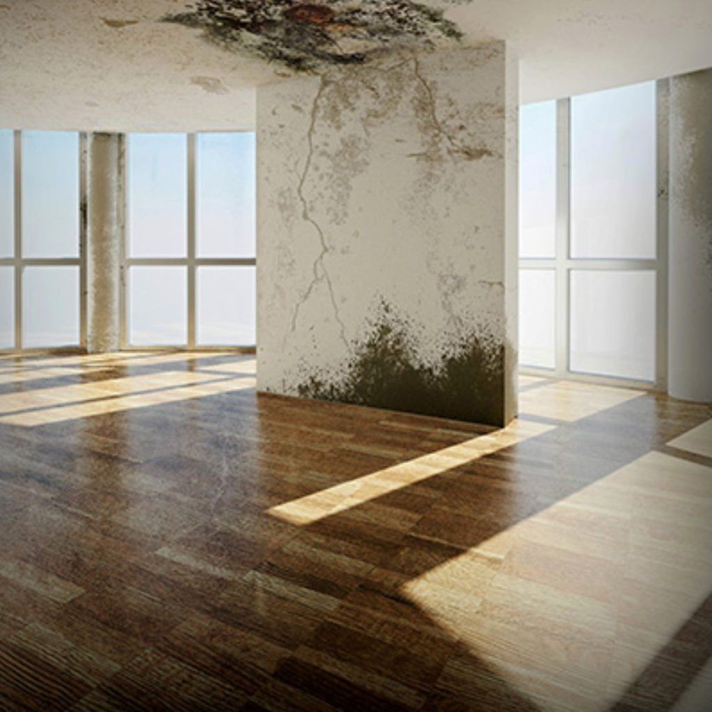 before mold remediation services
