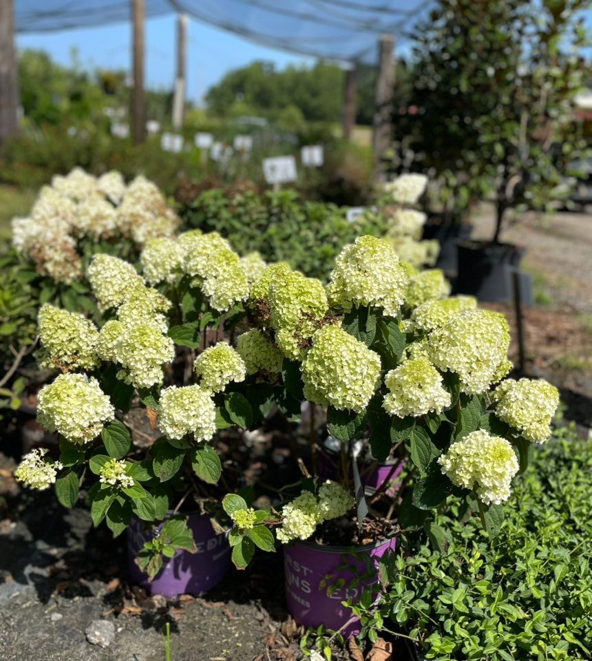 Green and white hydrangea bushes in purple pots at a nursery.