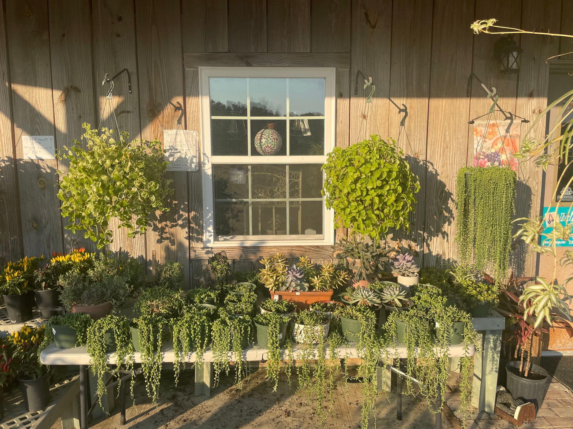 Plants on a wooden shelf in front of a wooden building with a window, sunlit.