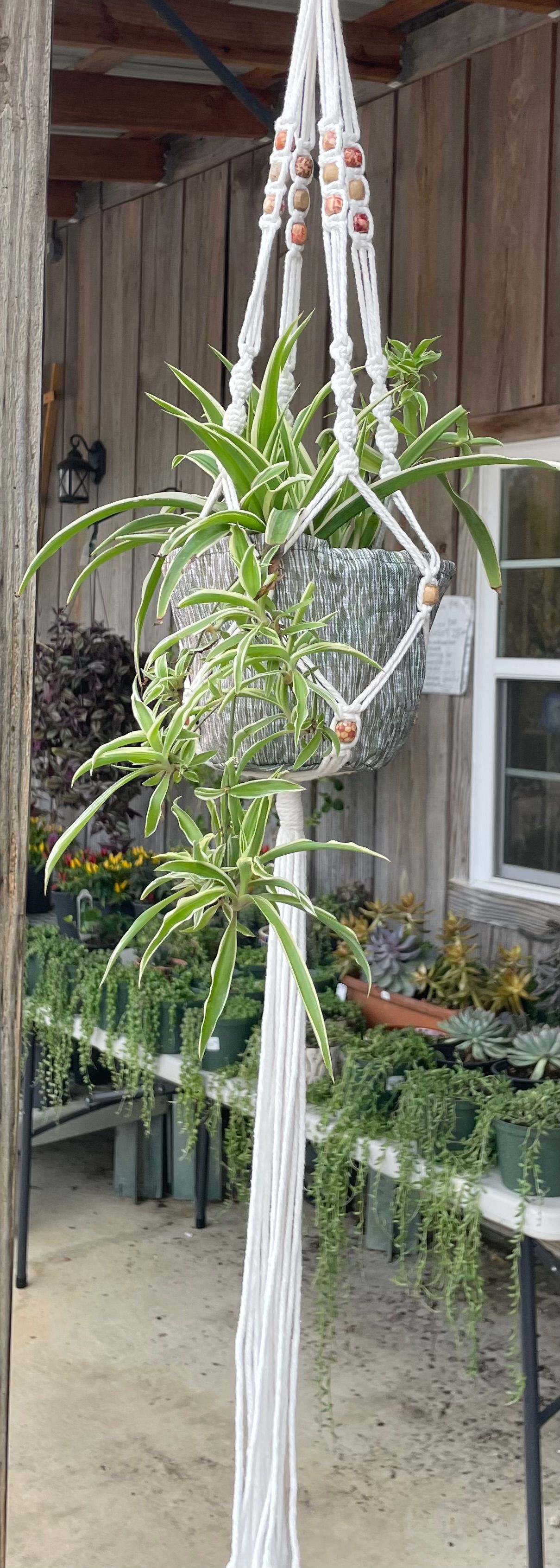 A potted spider plant hangs in a macrame plant holder. Brown wooden wall behind it.