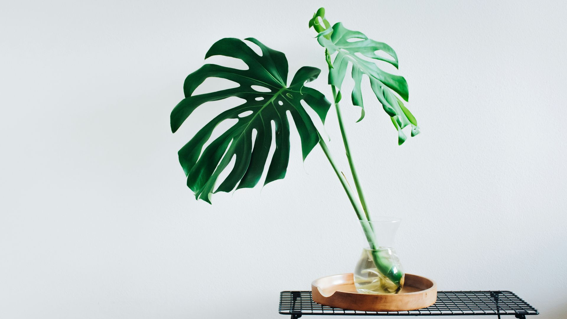 Monstera plant in a clear vase on a wooden tray atop a black wire shelf against a white wall.