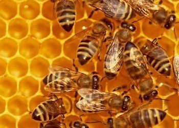 Bees in a nest