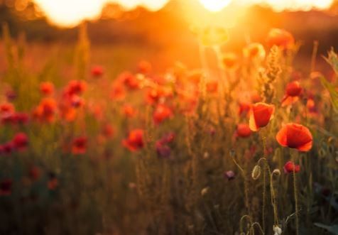 Poppies