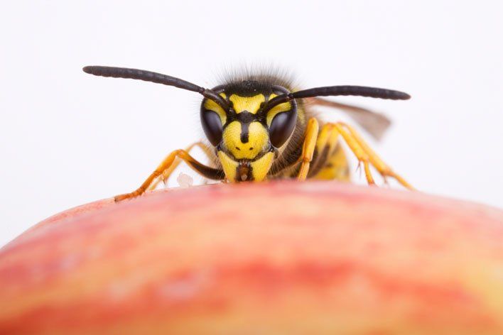 Wasp