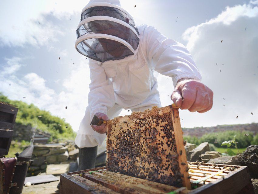 Bee keeper