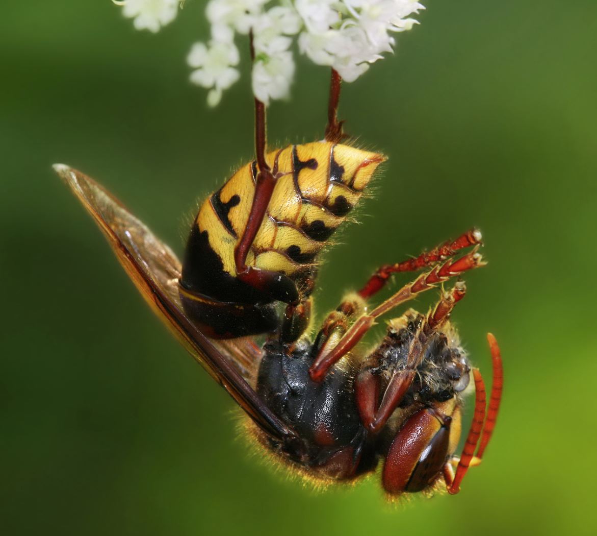 Hornet
