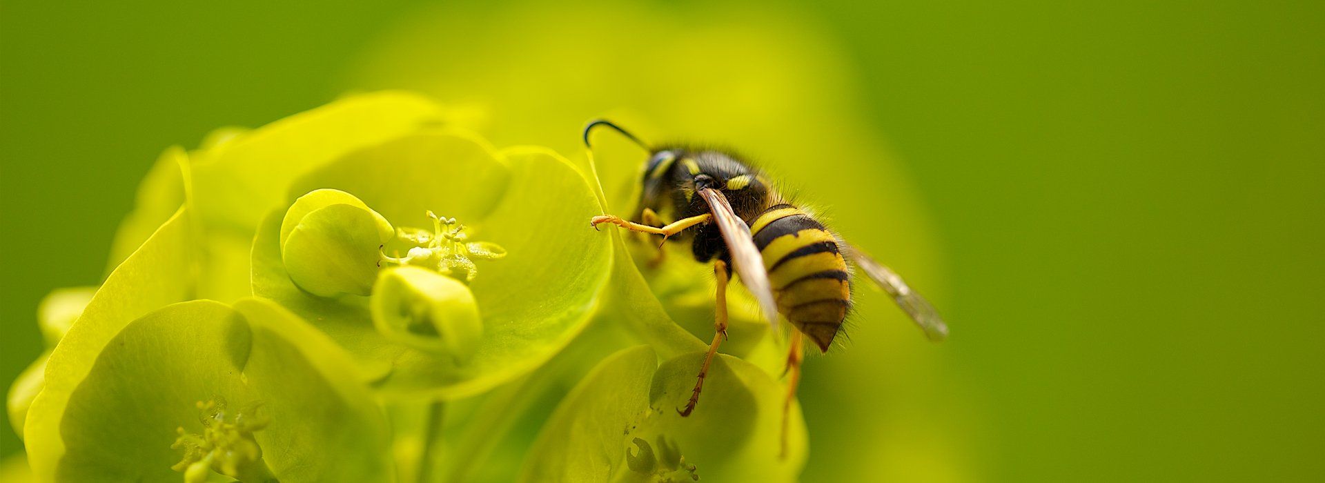 Wasp