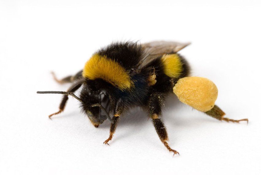 A bee with pollen on its legs