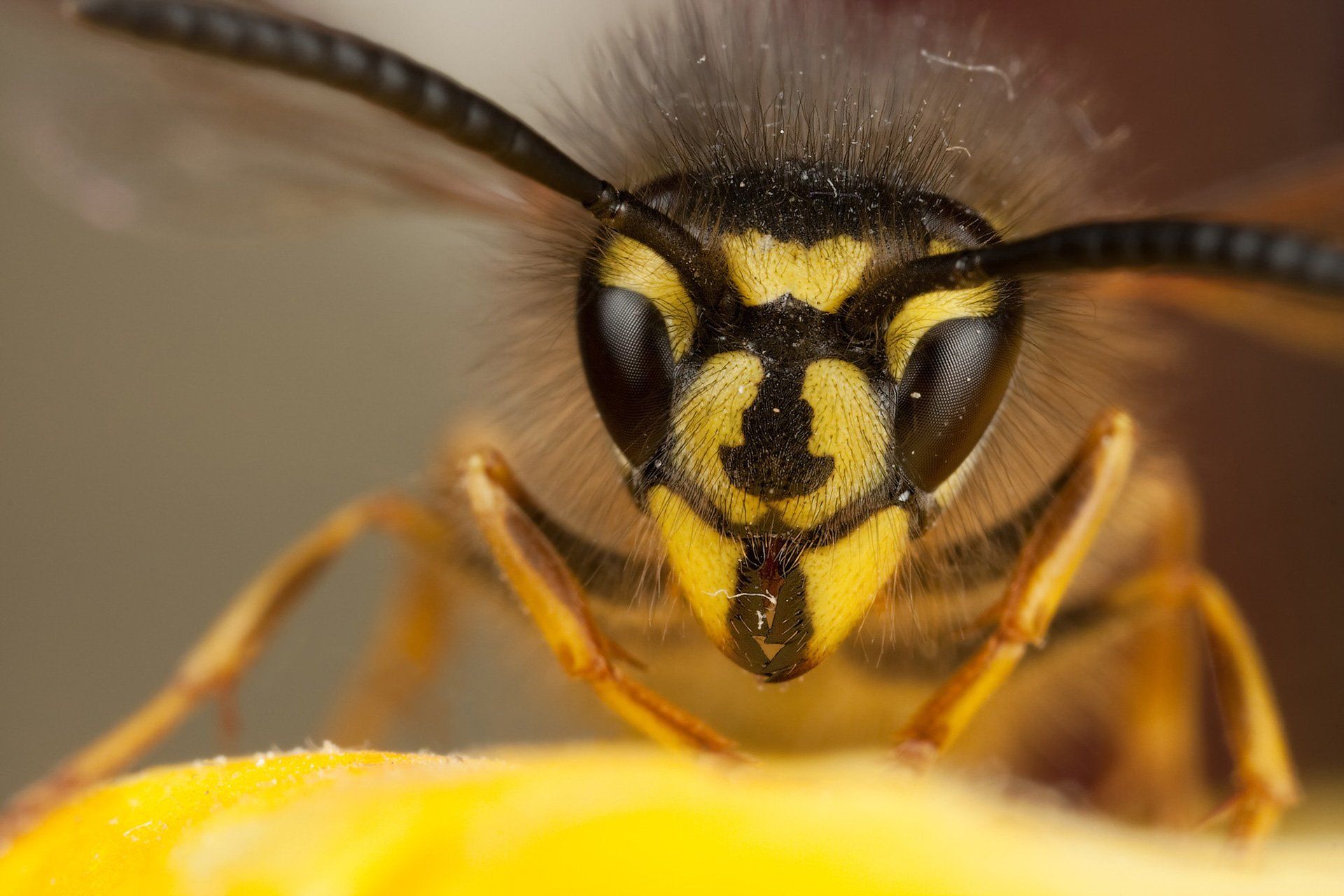 A bee with pollen on its legs