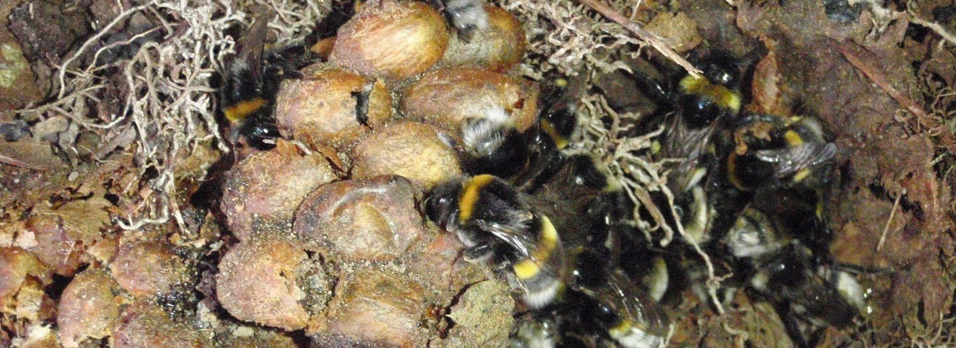 Bees
