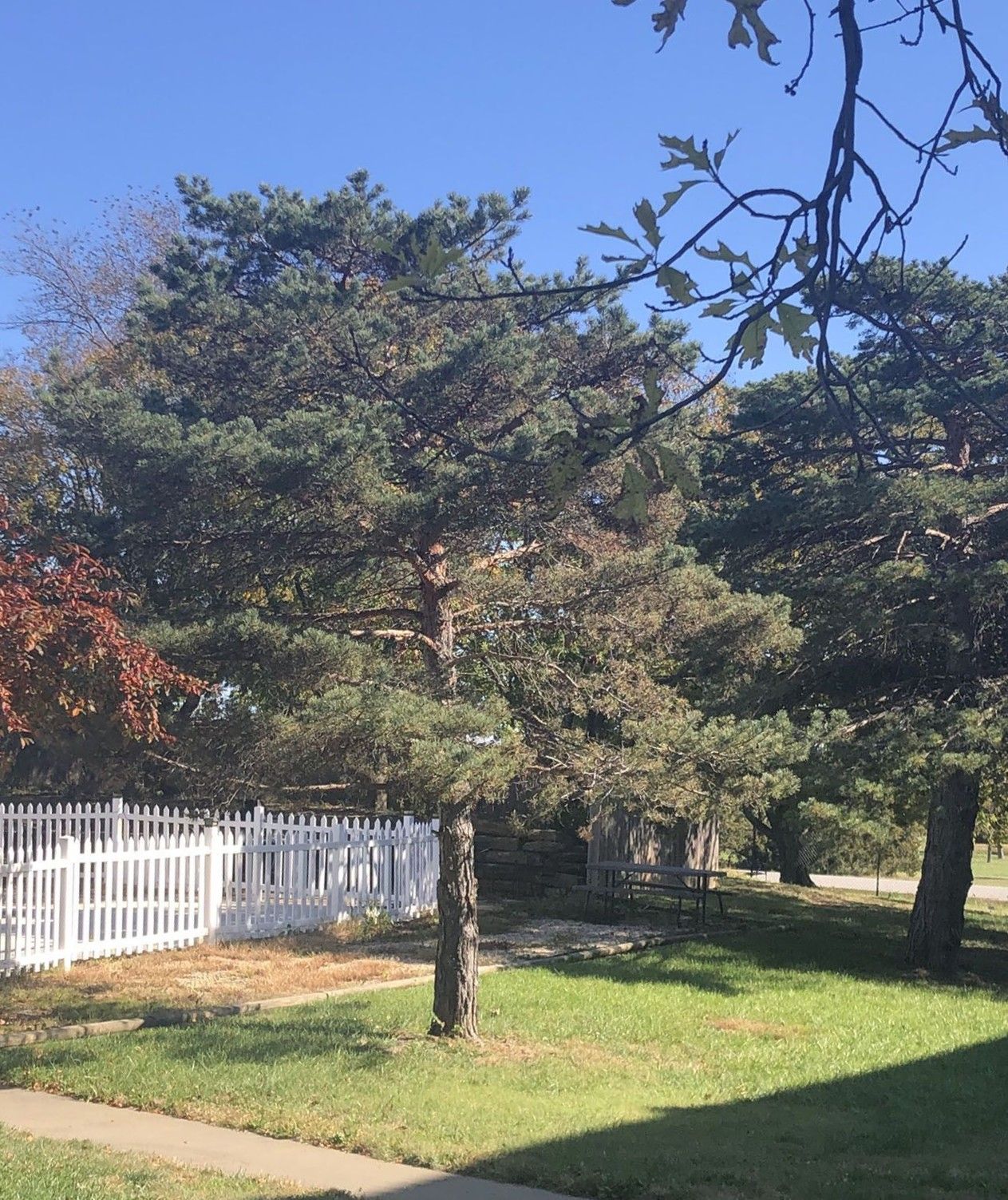 A tall evergreen tree in front of a white picket fence, grass in the foreground, blue sky in the background.