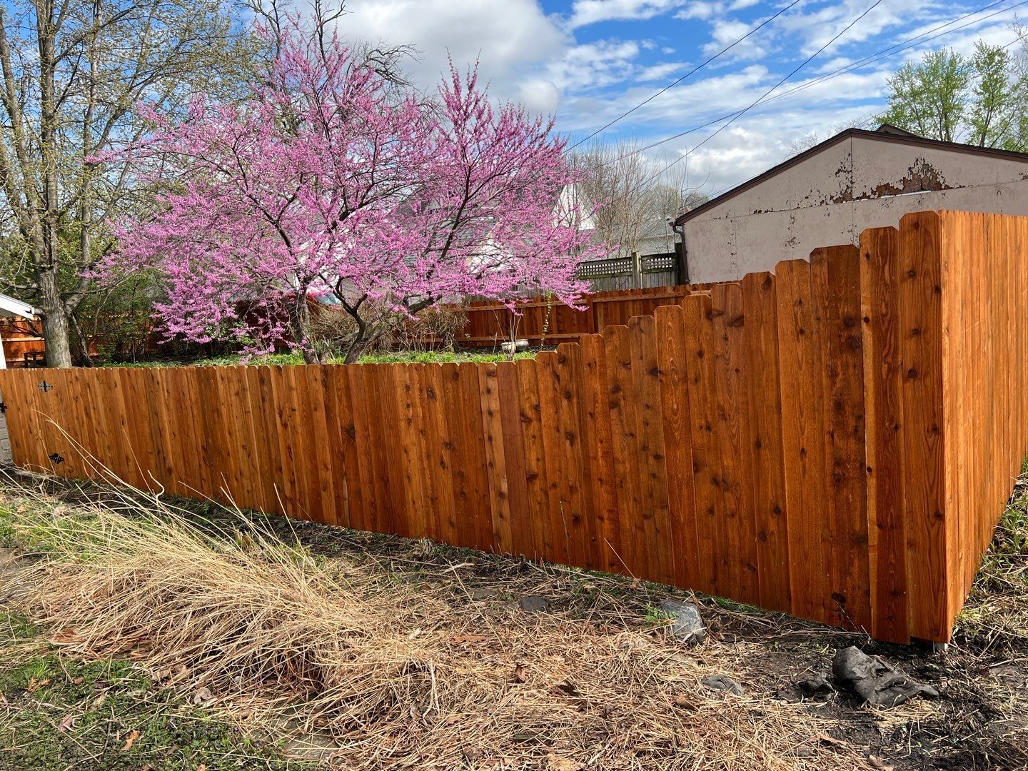 Wooden privacy fence beside a blooming pink tree under a blue sky in a backyard.