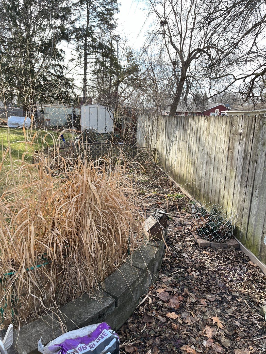 Leaf-covered backyard with a concrete wall, dry grass, trees, and a purple bag in the foreground