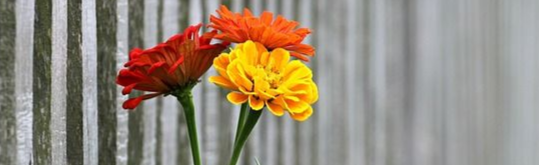 Flowers from a Friends of Northside teacher appreciation event.