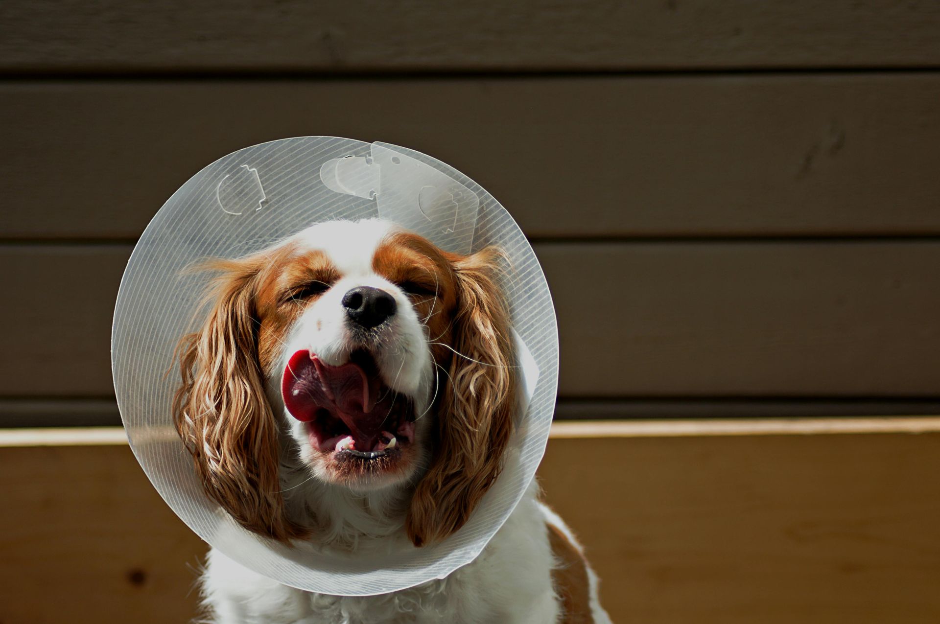 A brown and white dog wearing a plastic cone around its neck.