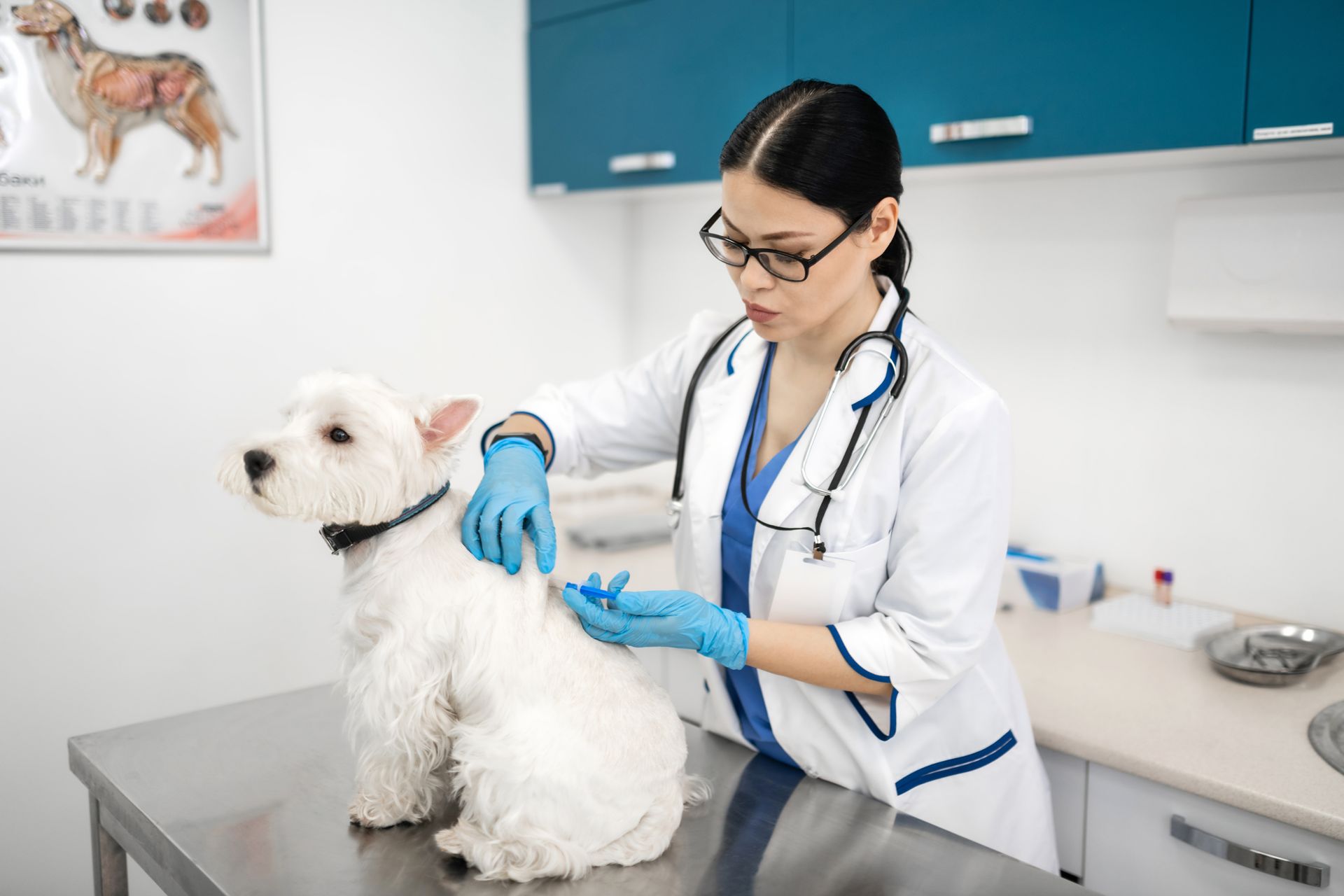 A female veterinarian is examining a small white dog on a table.