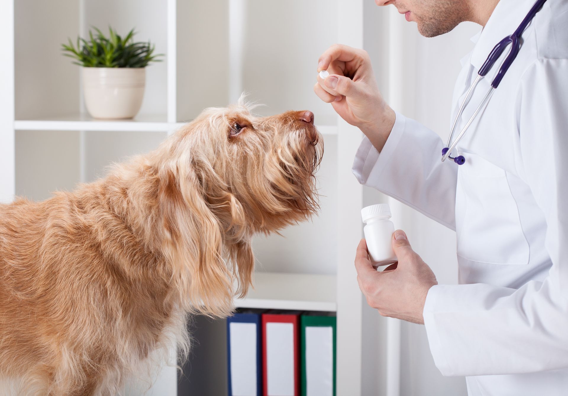 A dog is looking up at a doctor holding a bottle of pills.