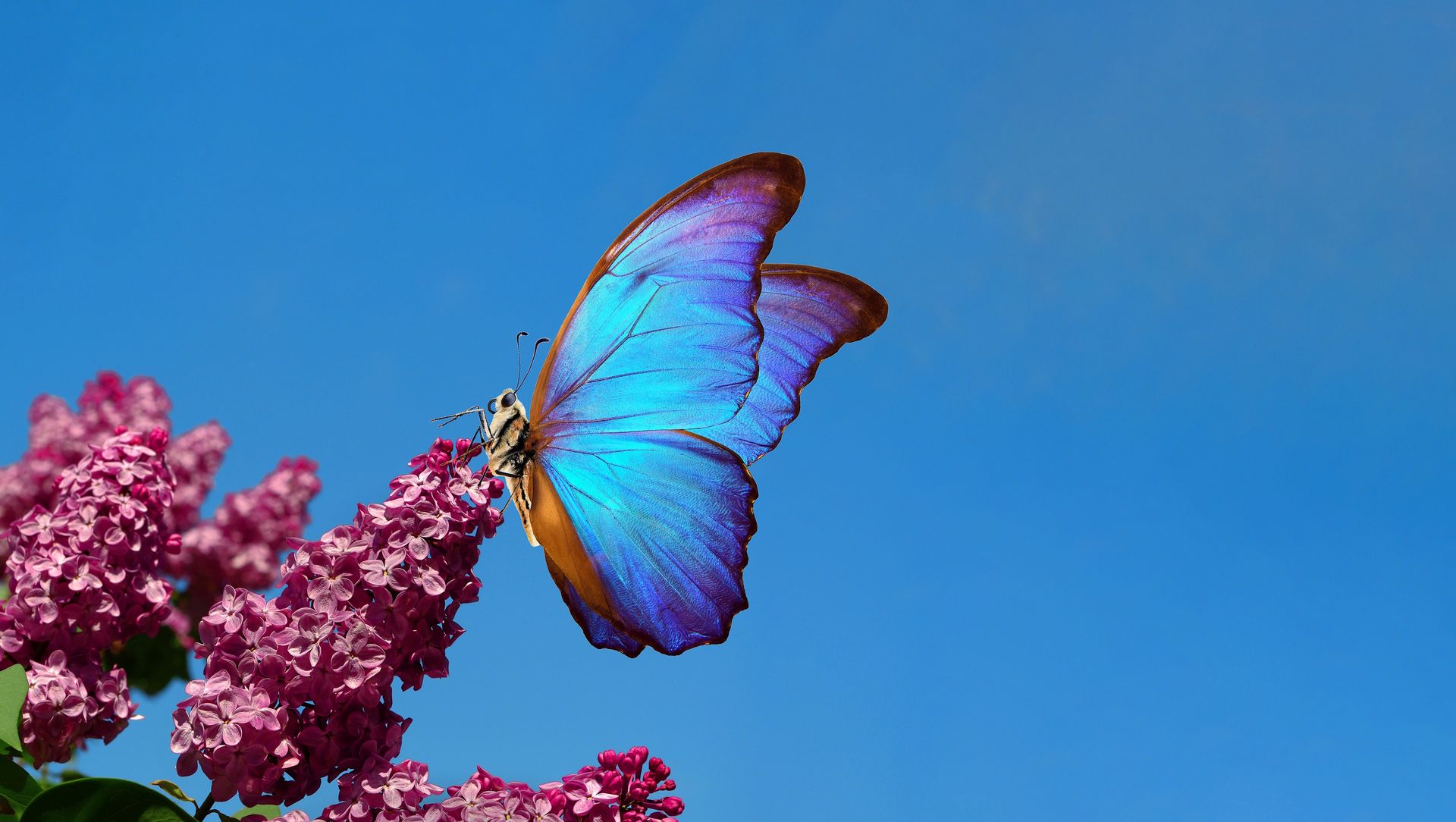 A blue butterfly is sitting on a pink flower.