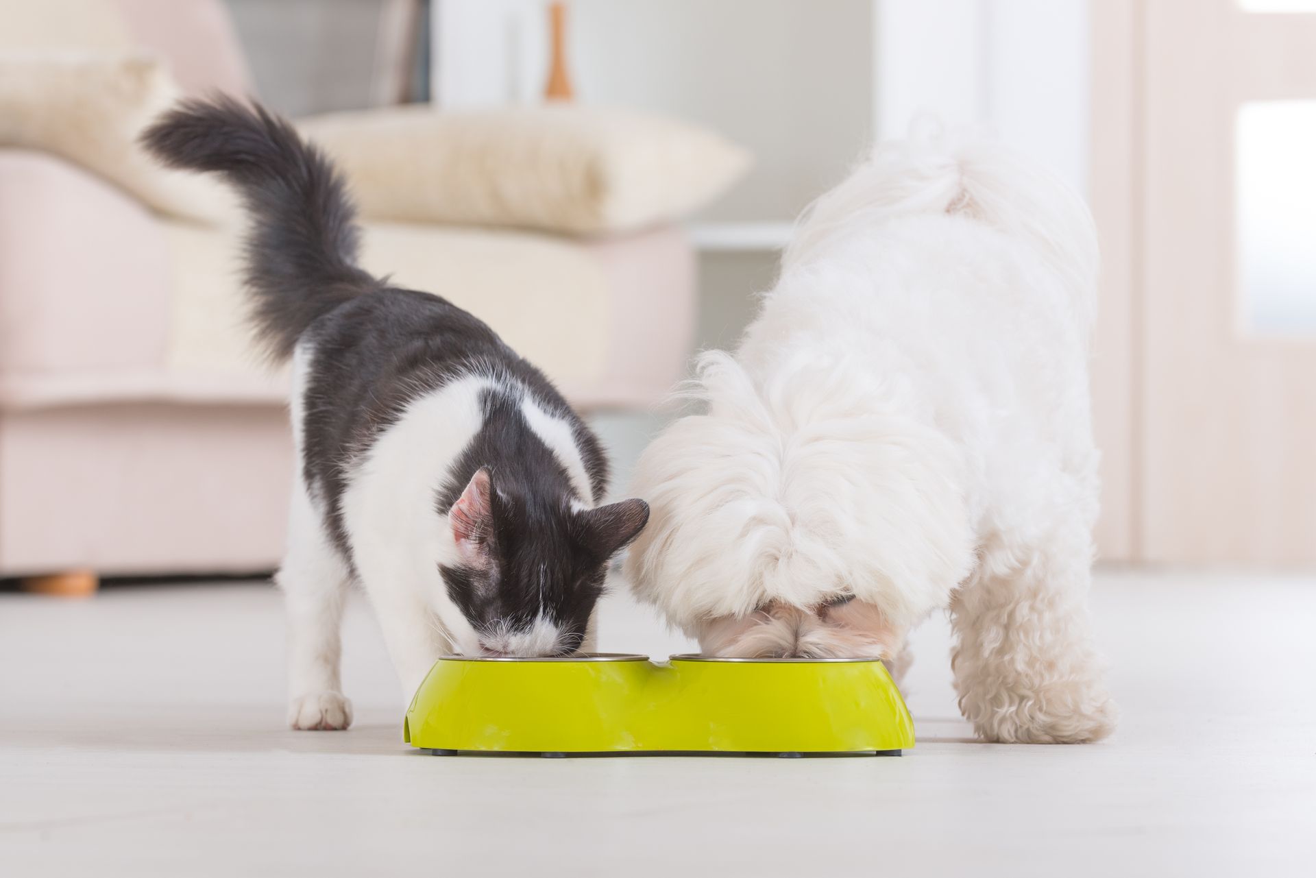 A cat and a dog are eating from a green bowl.