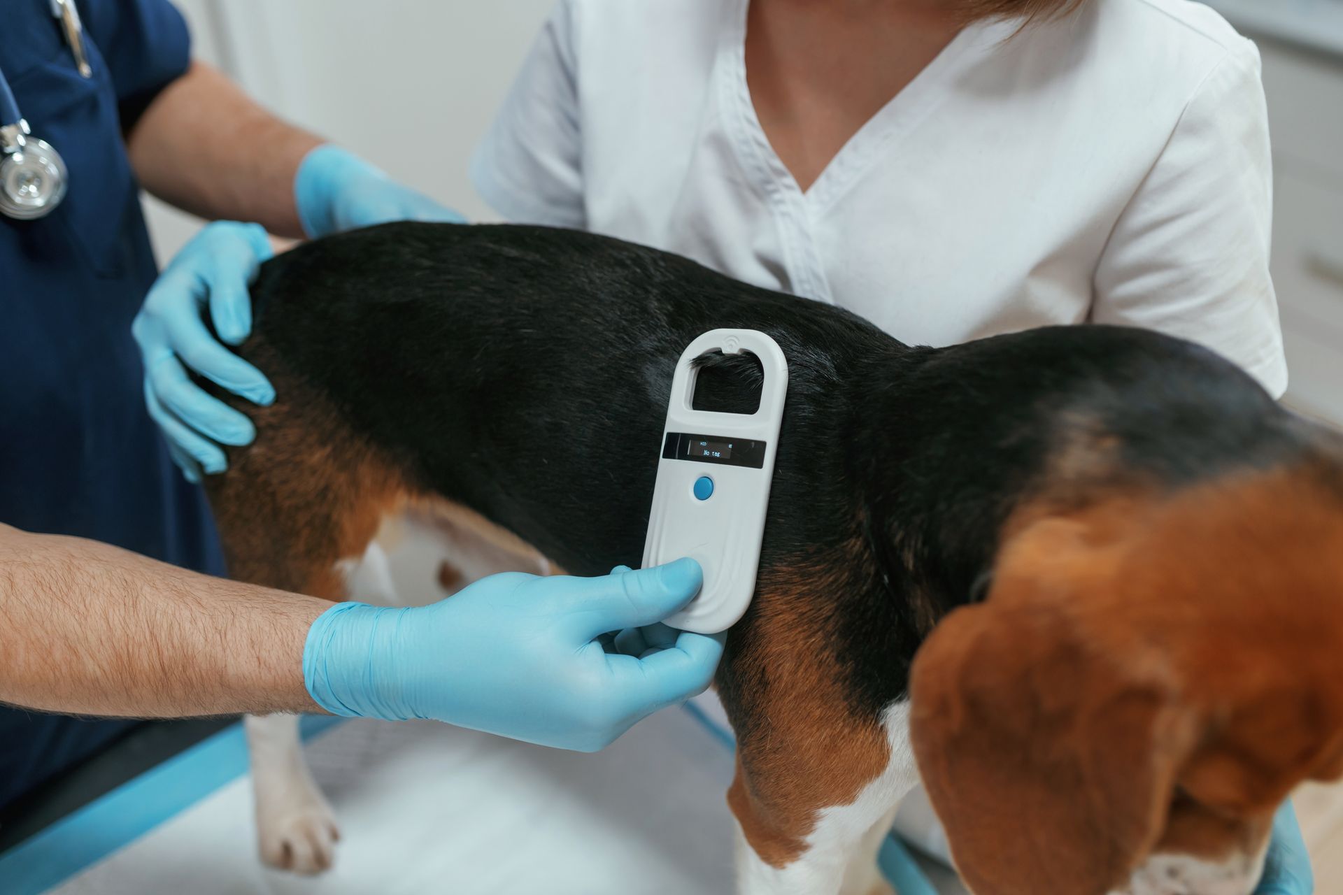 A beagle dog is being examined by a veterinarian.