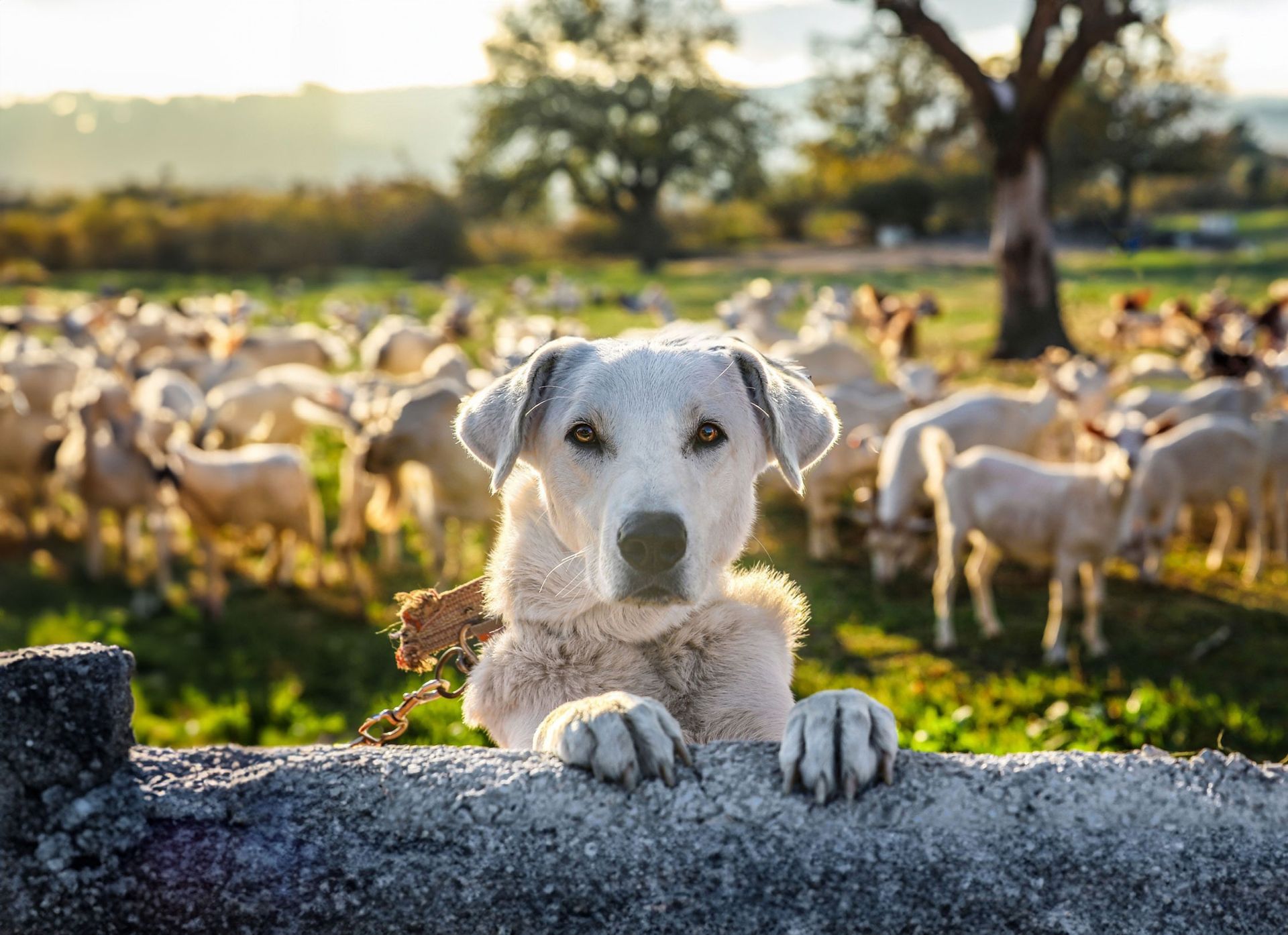 A white dog is looking over a stone wall at a herd of sheep.