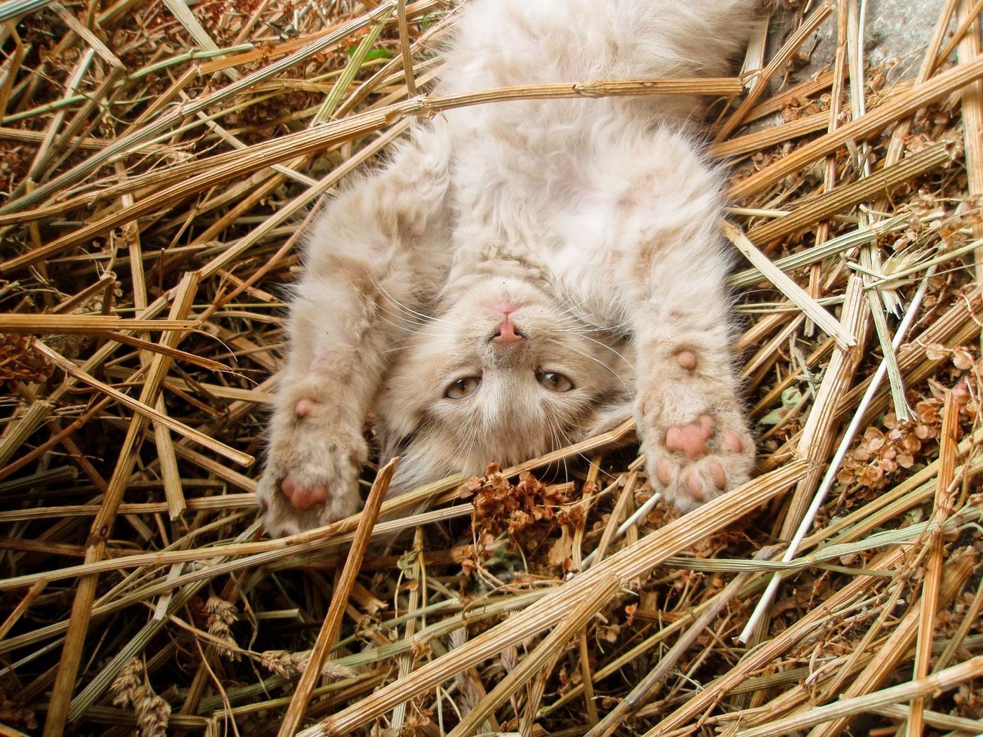 A kitten is laying upside down in a pile of hay