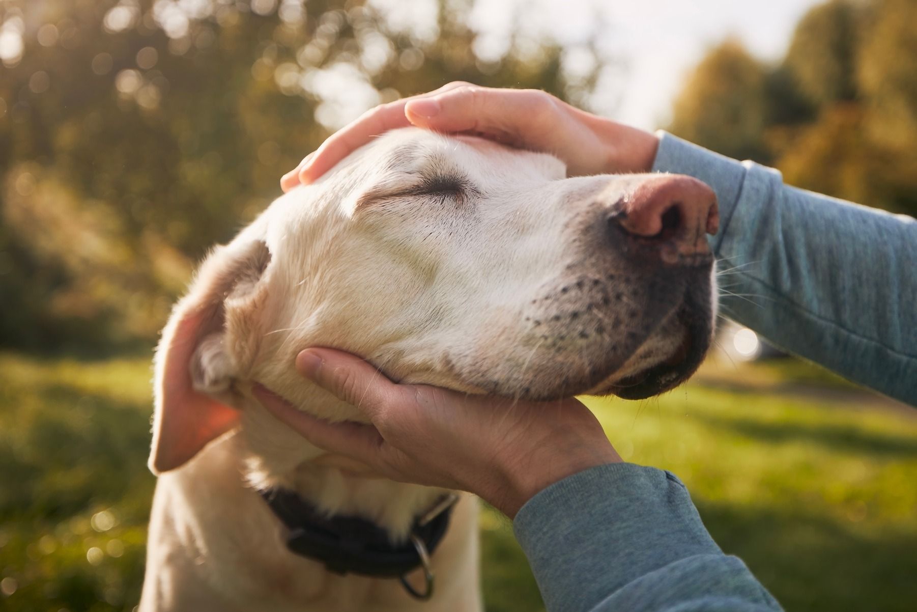 A person is petting a dog 's face in a park.
