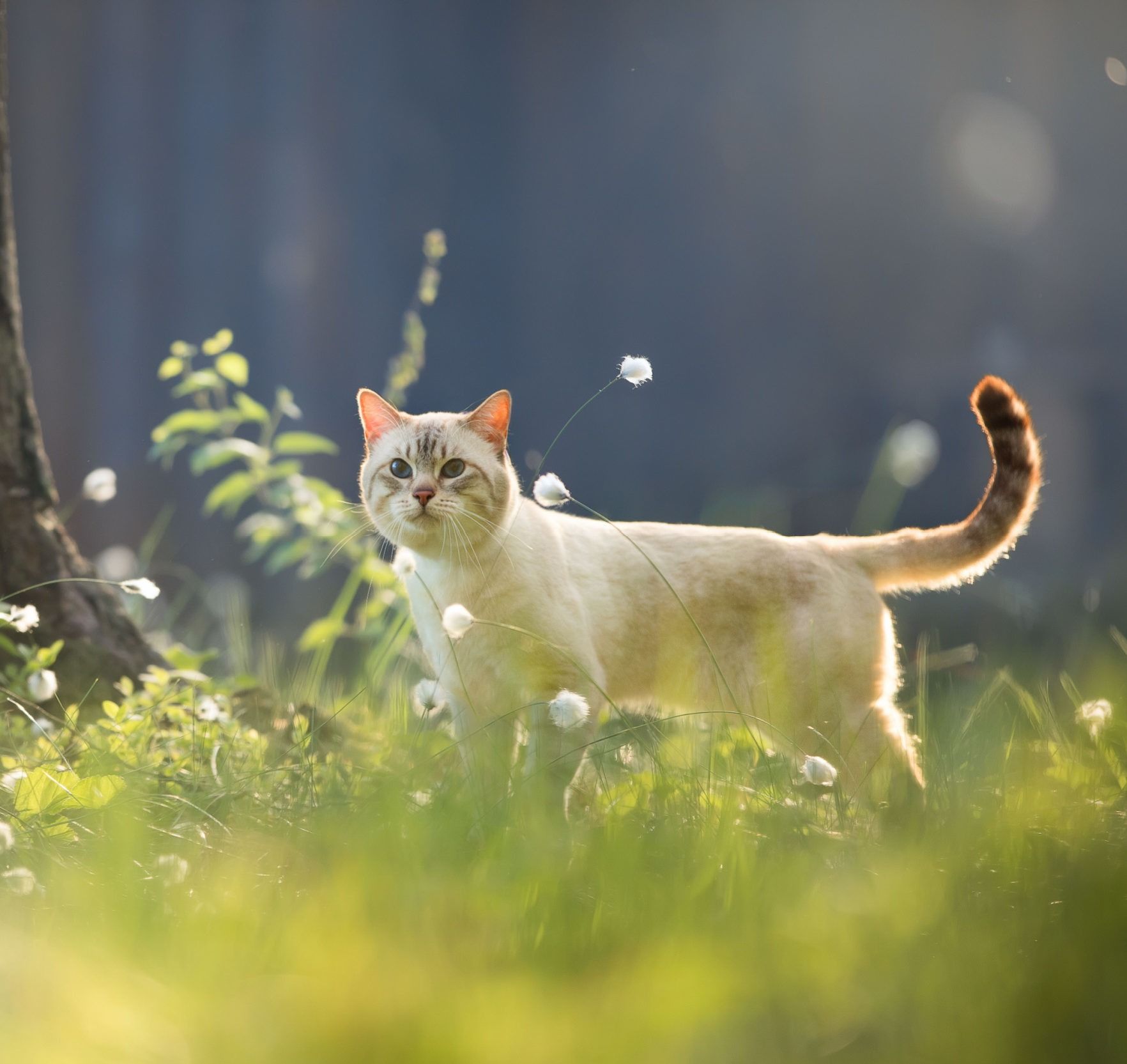 A cat is standing in the grass looking at the camera.