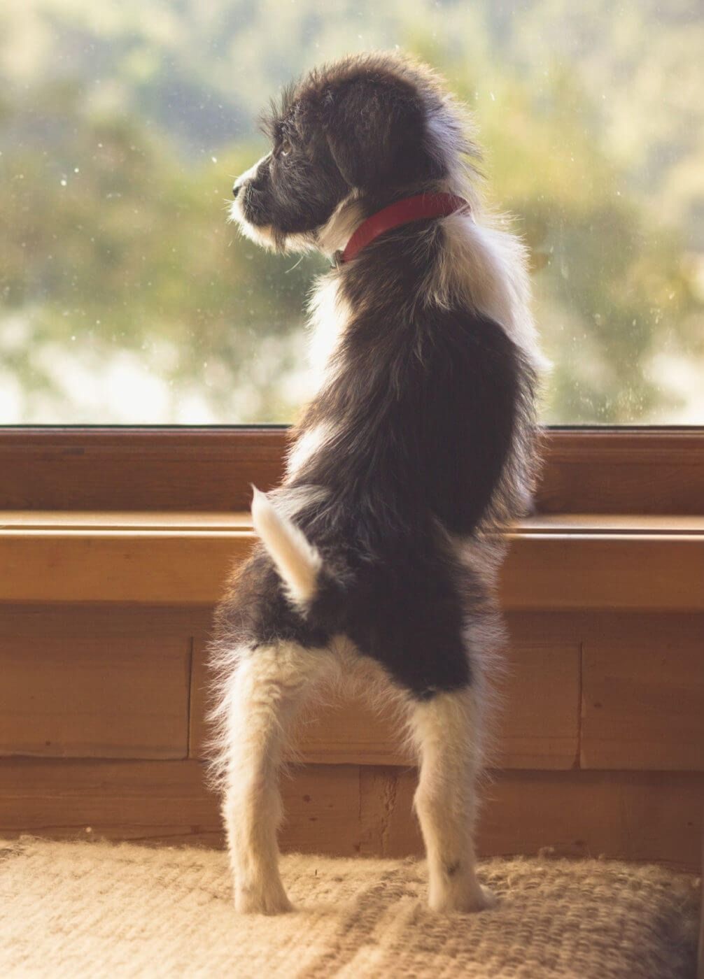 A black and white dog is standing on its hind legs in front of a window.