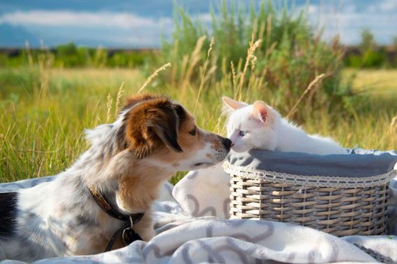 A dog and a kitten are kissing in a basket on a blanket.
