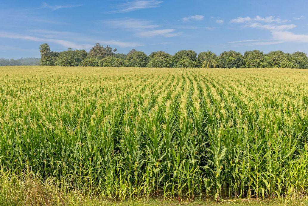 A green crop field under a blue sky with scattered clouds and a tree line in the distance