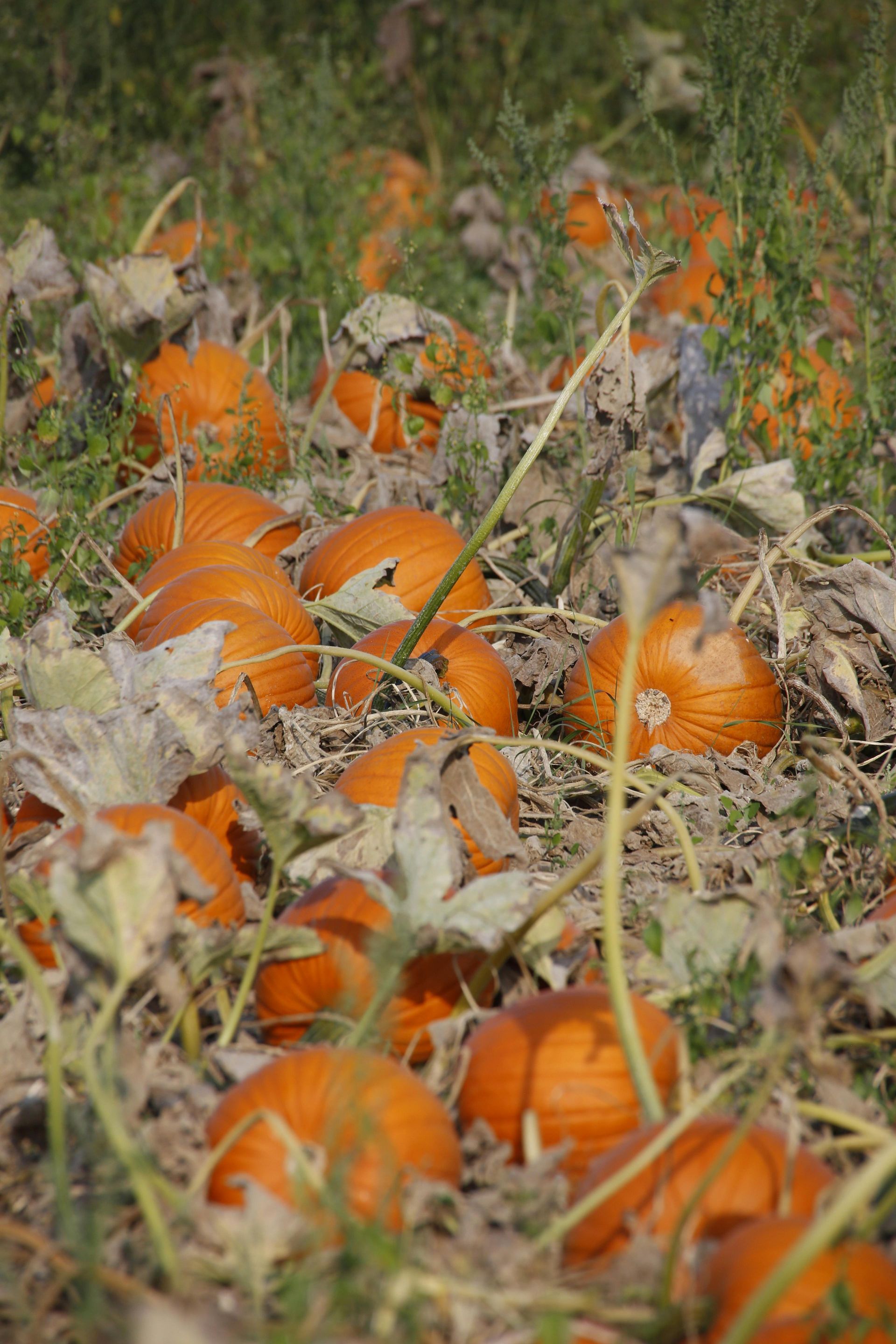 Orange pumpkins scattered in a grassy field amid dry vines and leaves