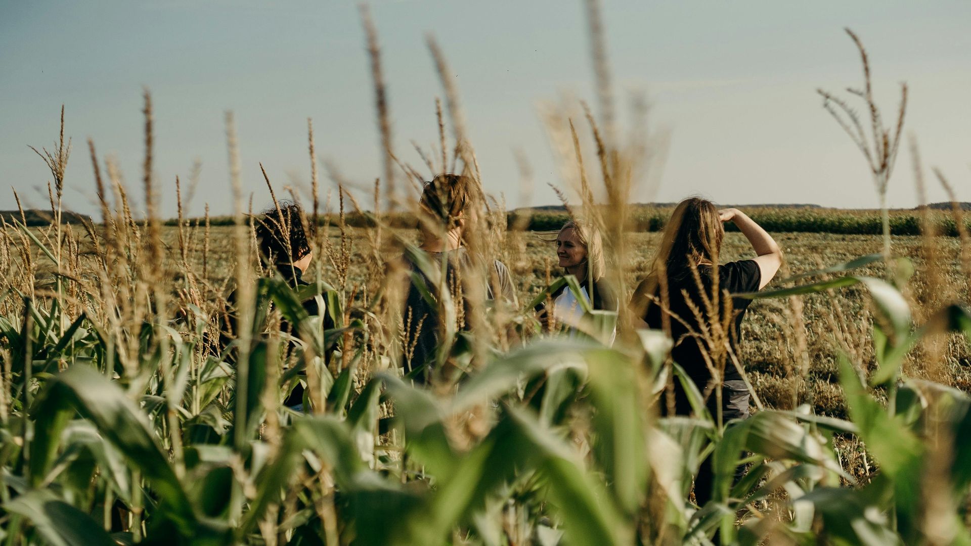 Two people walking through tall grass in a field under a clear sky