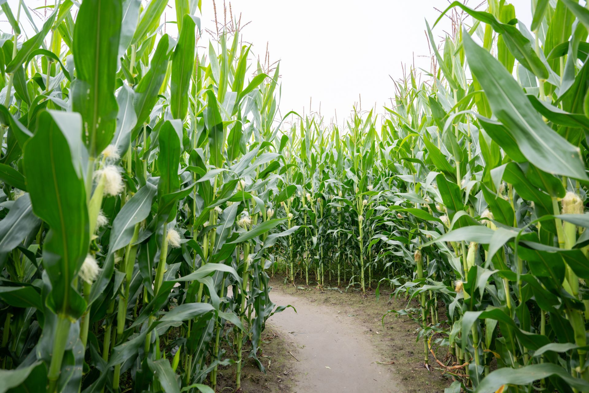 Narrow dirt path through tall green corn plants in a cornfield