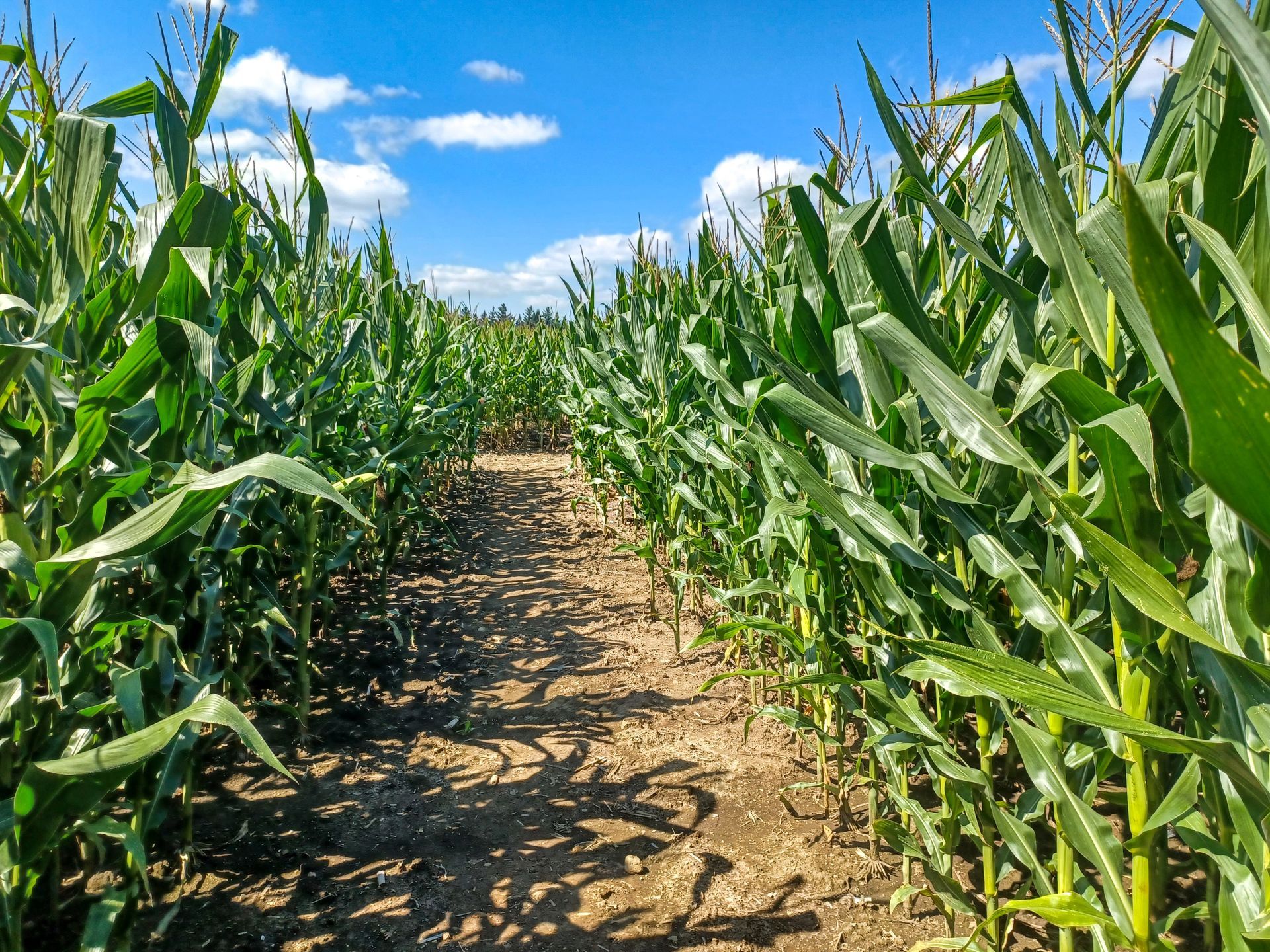 Corn rows lining a dirt path under a bright blue sky with white clouds