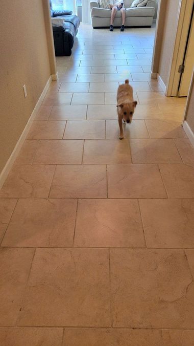 Small tan dog walking down a tiled hallway toward a bright room.