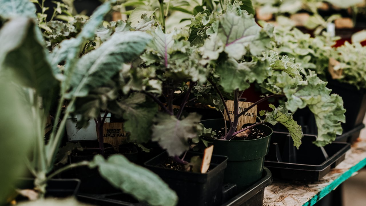 custom garden services