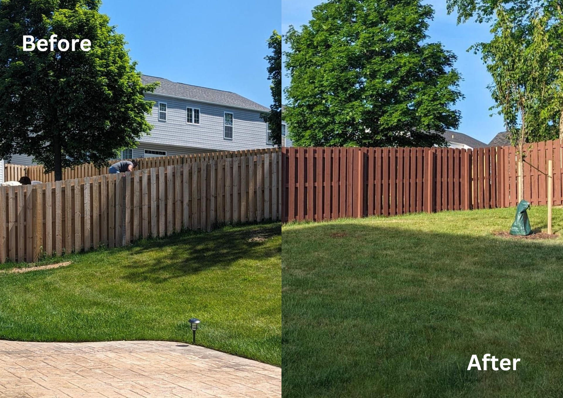 Before-and-after backyard view with a wooden fence, green lawn, and trees under a clear blue sky.