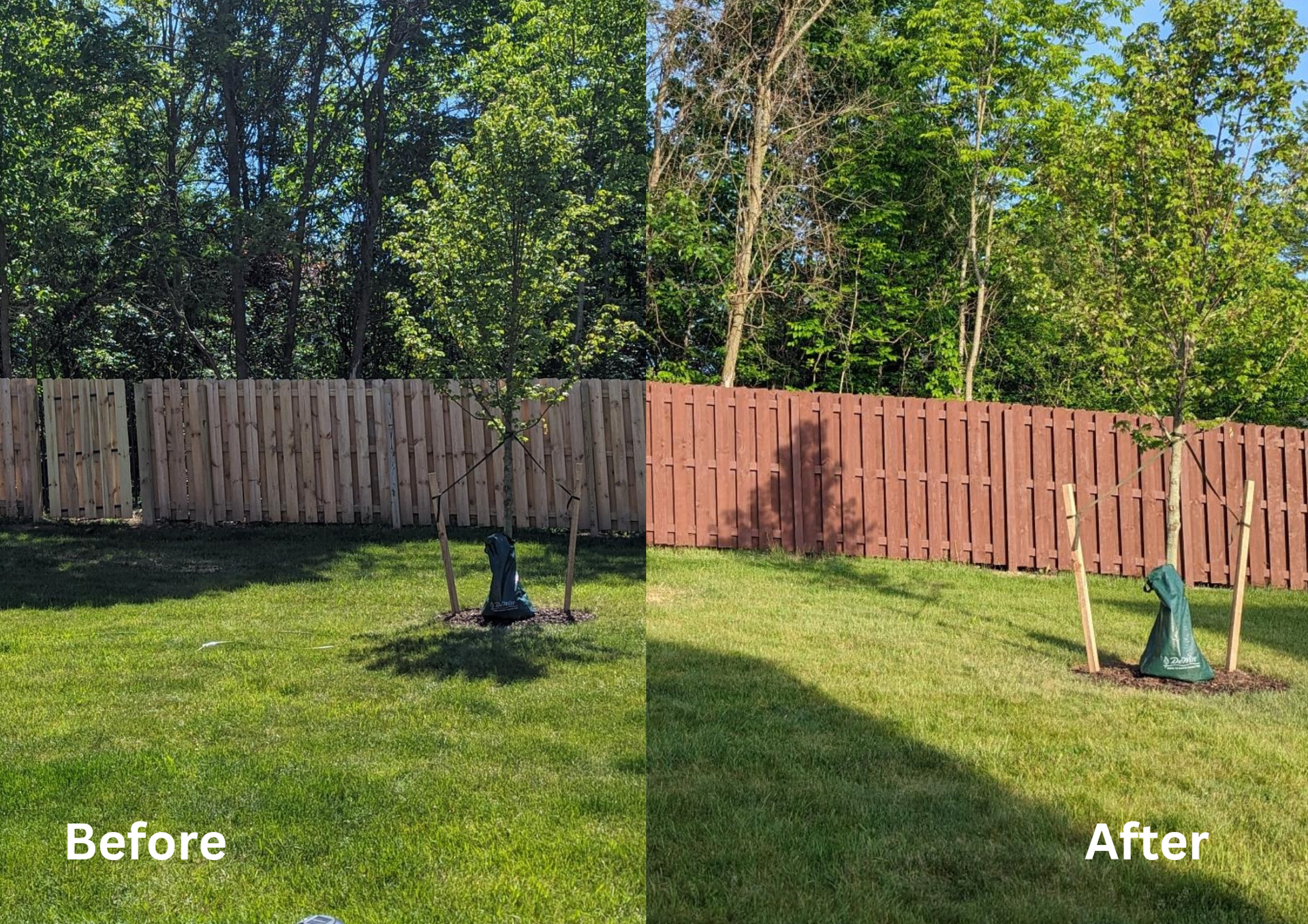 Backyard lawn before-and-after: tree removed, fence and grass opened up, with a small garden statue on right.