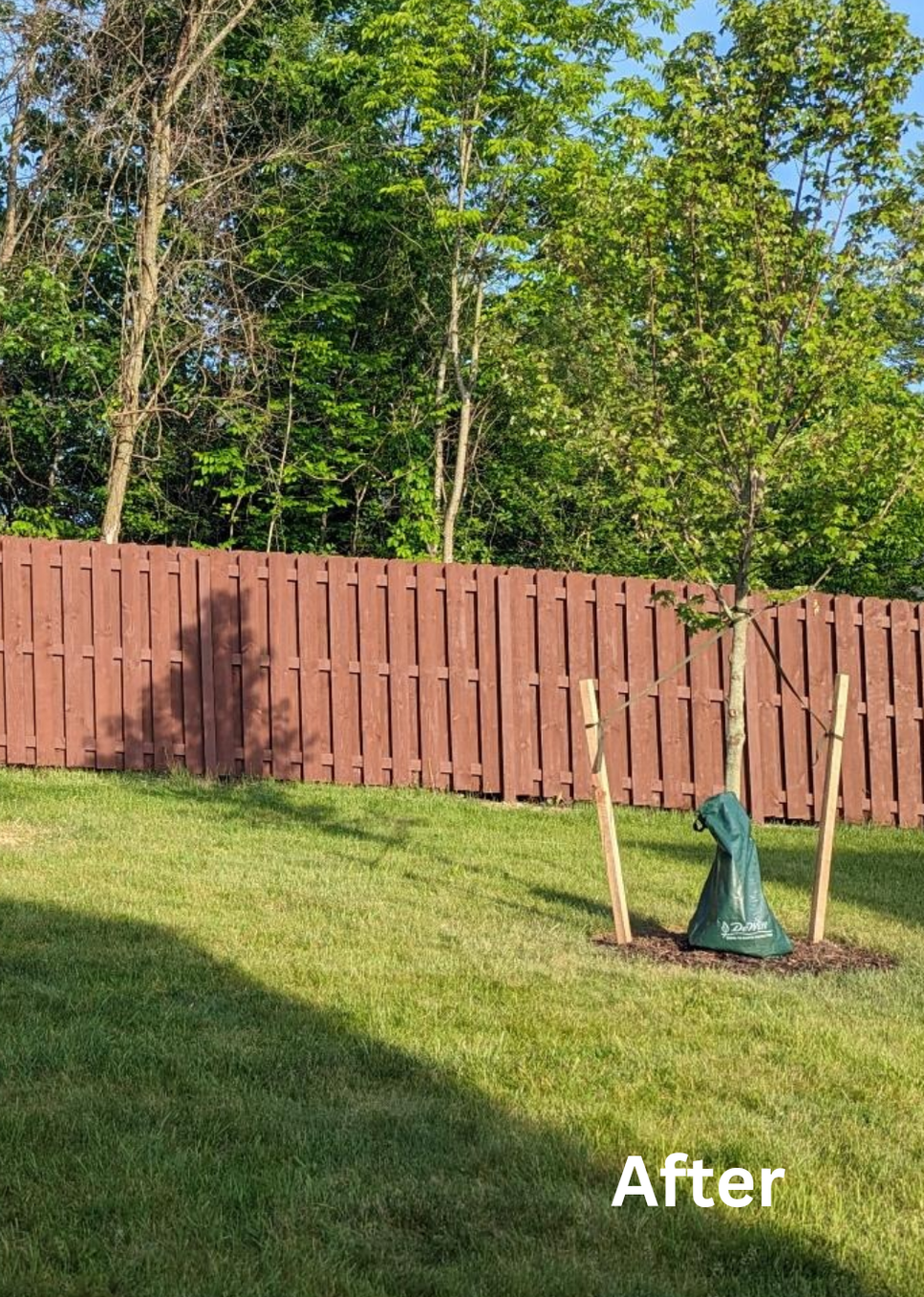 Backyard lawn with young staked tree and red wooden fence in sunlight