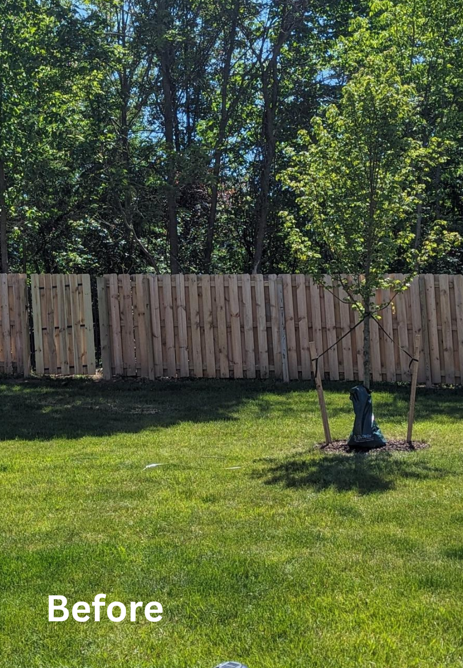 Backyard with green grass, wooden fence, trees, and a small newly planted tree in the foreground.