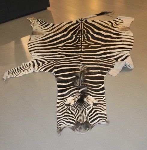 pelliccia di zebra restauro