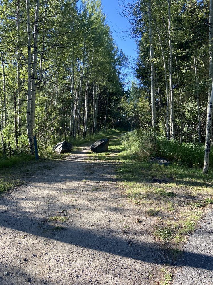 Sunlit gravel path through a green forest, with a bench ahead and blue sky above.