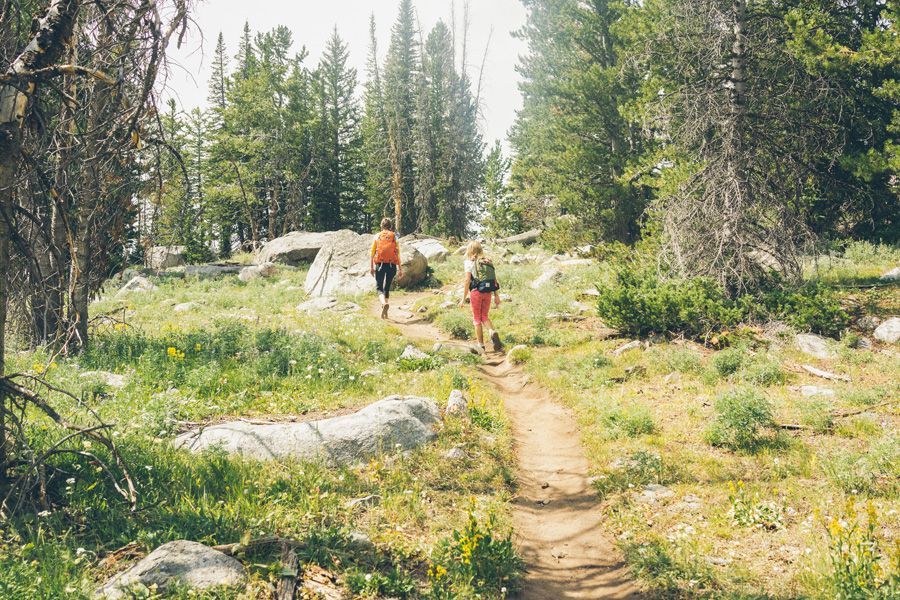 Two hikers on a narrow trail through a sunny pine forest with rocks and wildflowers