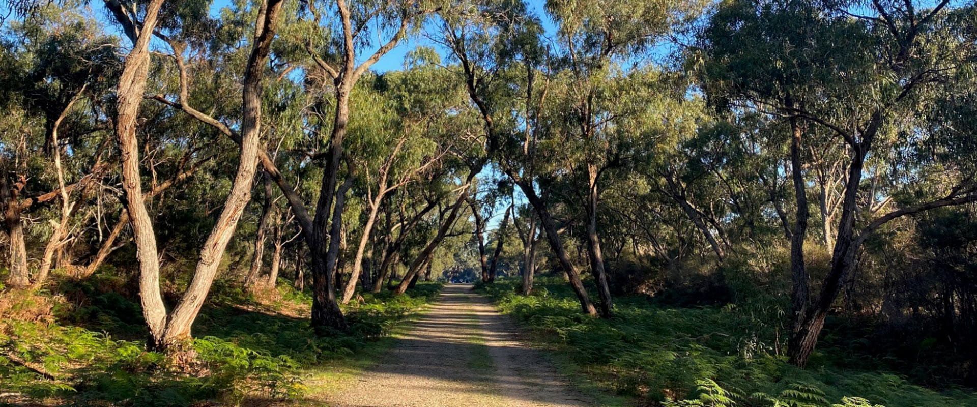 Shaded dirt path through a sunlit wooded area with leaning trees