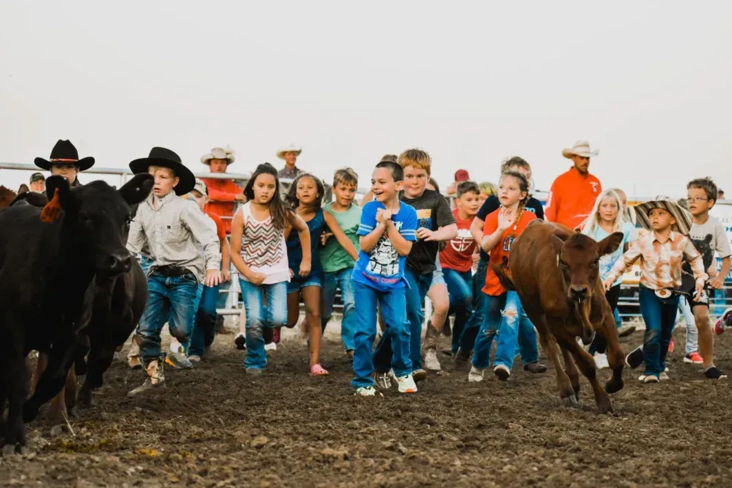 Calf Scramble of Kids