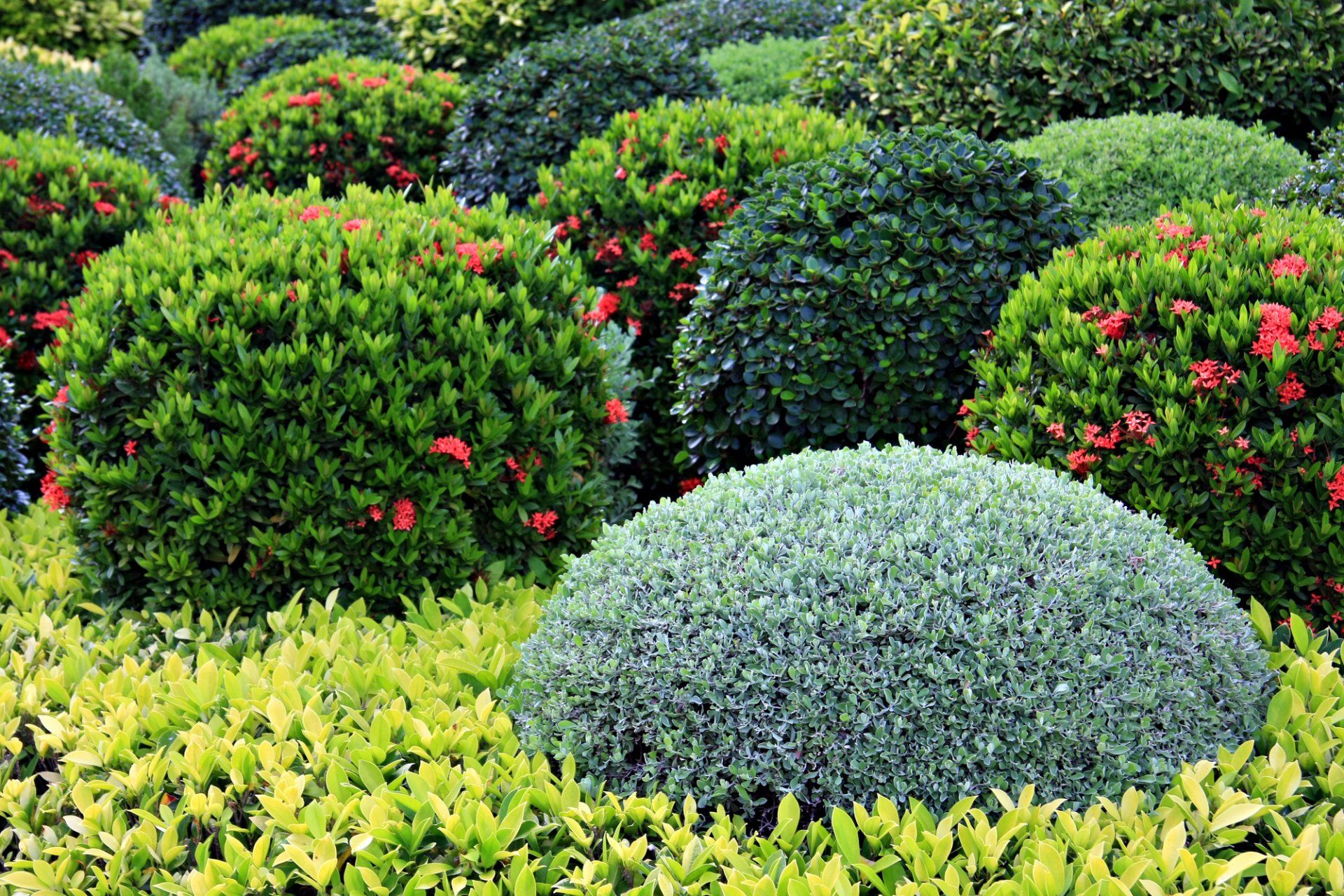 SHRUBS AND HEDGE EXPERTS IN HEBER CITY, UT SHRUBS AND HEDGE EXPERTS IN HEBER CITY, UT