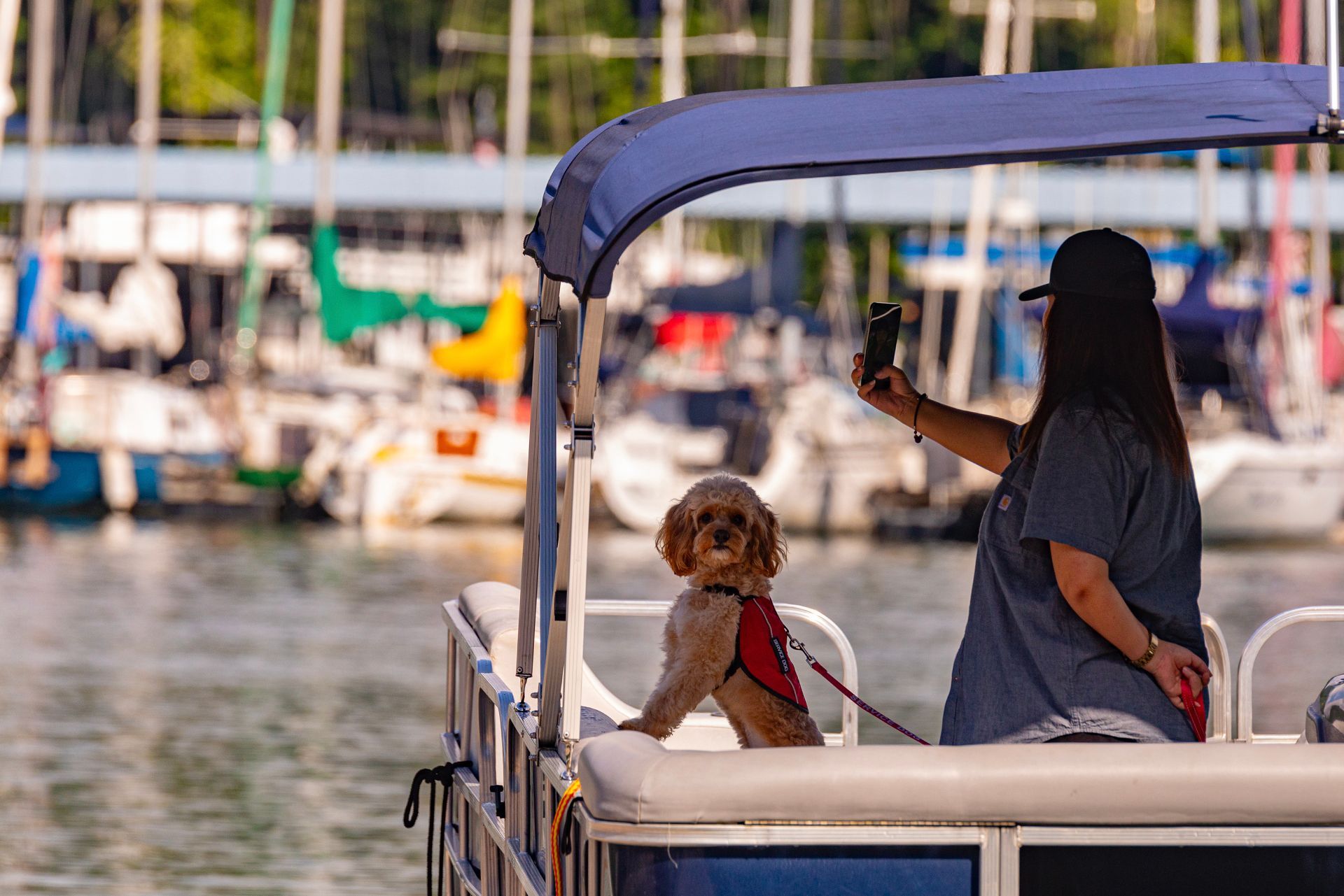Dog in a red harness on a pontoon boat, with sailboats moored behind