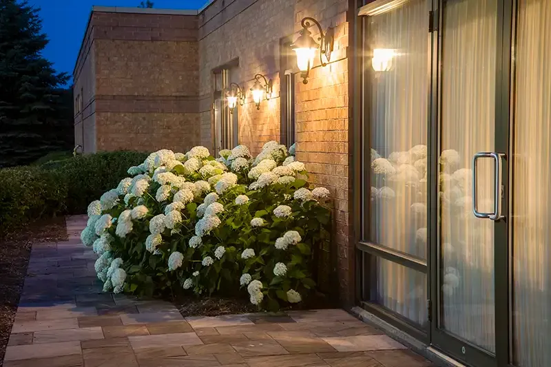 White hydrangea bush outside glass door and brick building, lit by wall sconces.