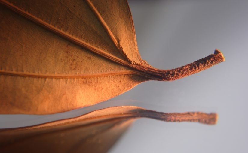 Dried brown leaf, with a reflection below, on a light gray background.